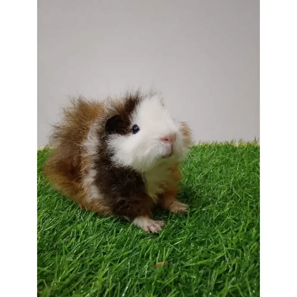 Marmut hias / guinea pig texel trico