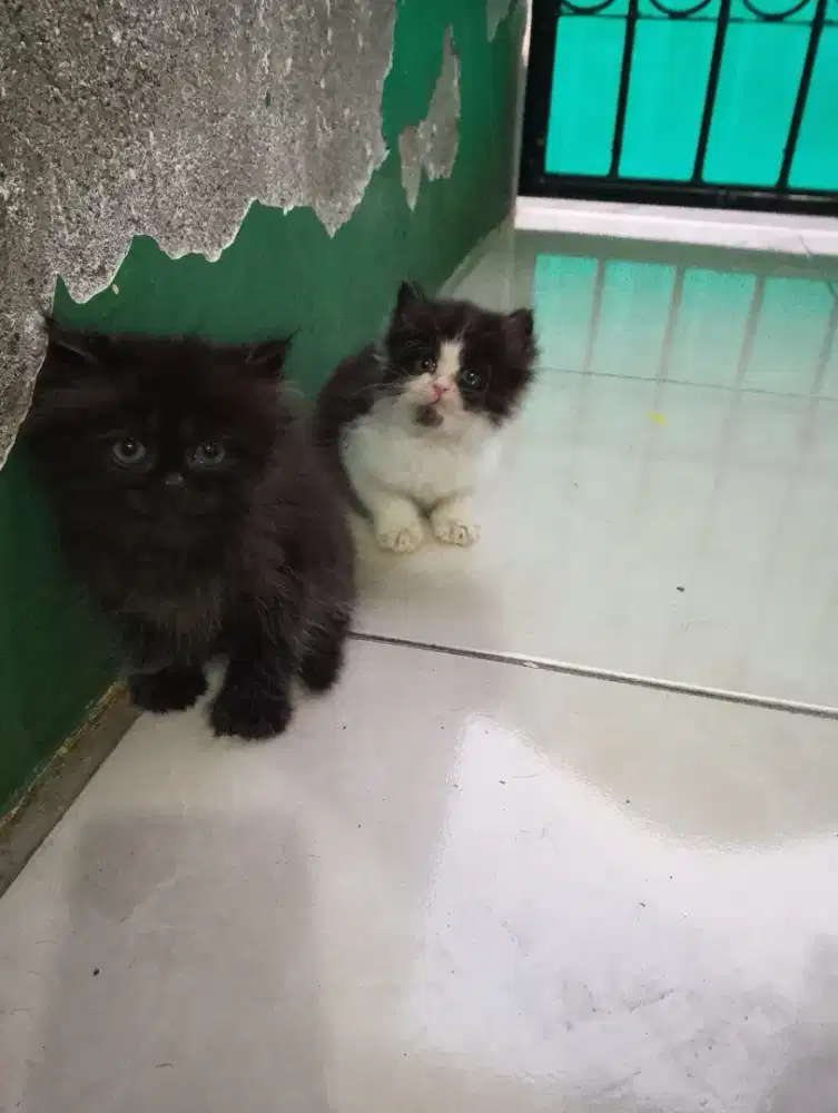 Kucing Persia medium kitten lucu