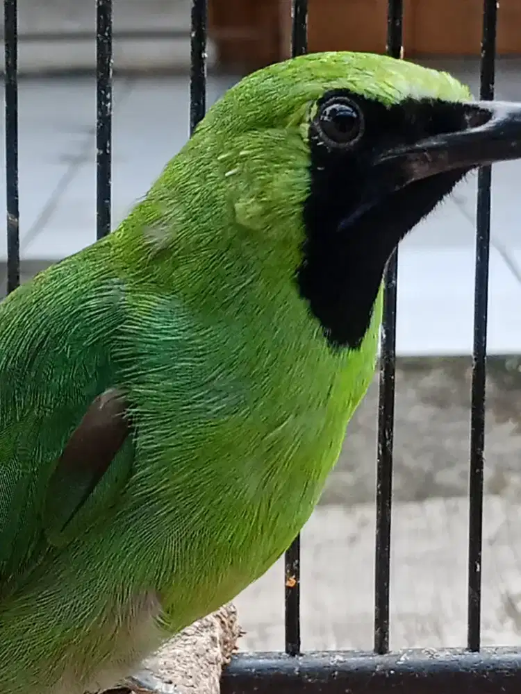 Jual burung cicak daun