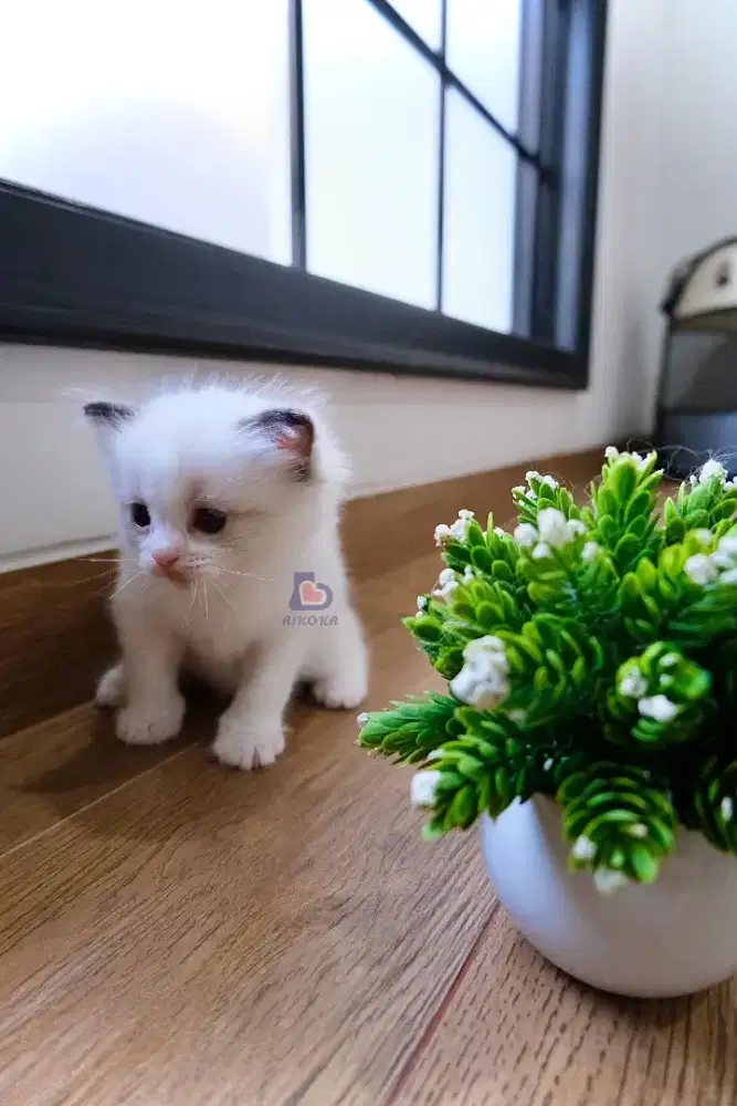 Open Adoption 2 anak kucing ragdoll umur 1 bulanan. 
Pedegree