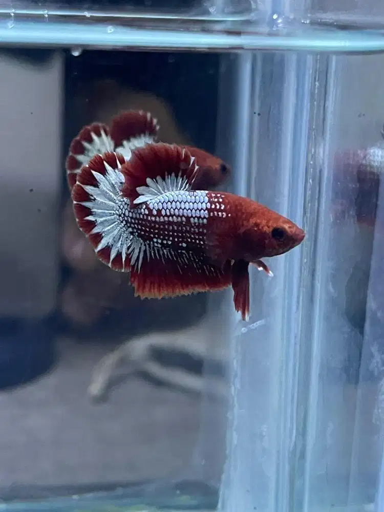 Ikan cupang plakat fccp