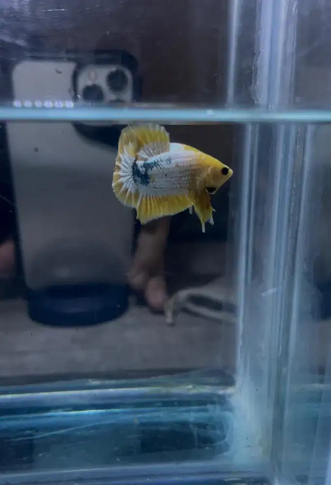 Ikan cupang yellow fccp