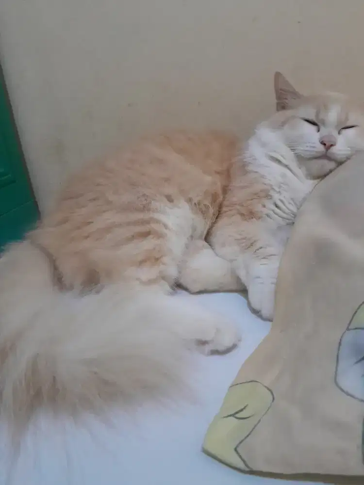 Lepas adopt khusus pecinta kucing