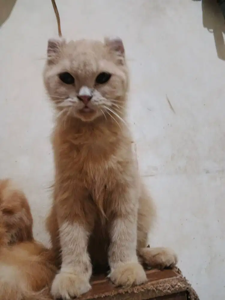 Lepas adopsi kucing ras kinkalow