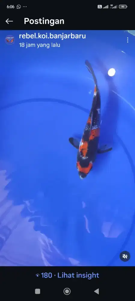 Ikan koi Showa ukrn 23