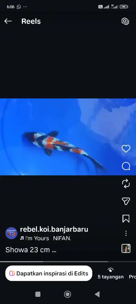 Ikan koi Showa ukrn 23