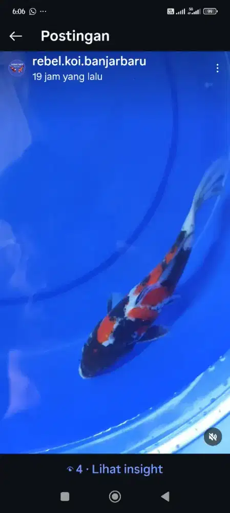 Ikan koi Showa ukrn 21 cm