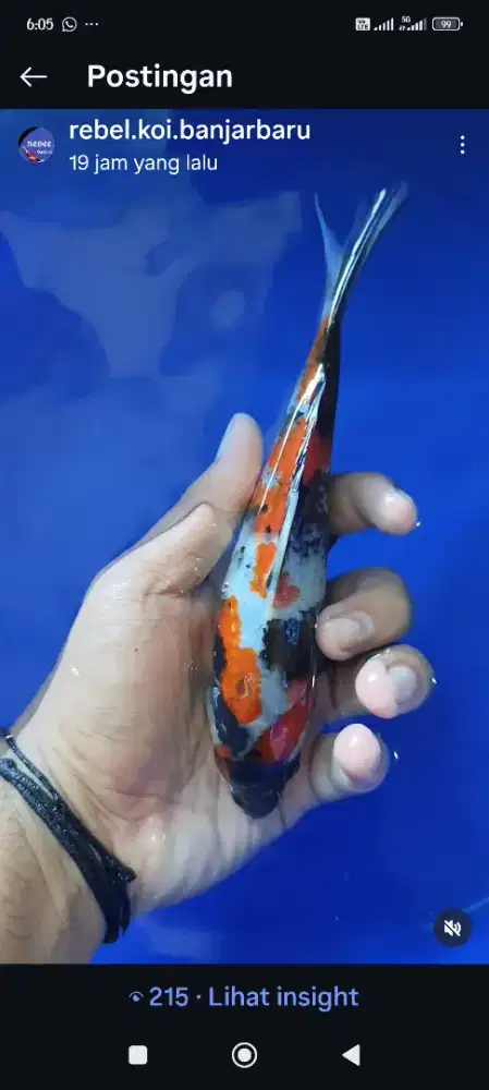 Ikan Koi showa ukrn 23