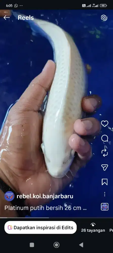 Ikan koi platinum putih bersih