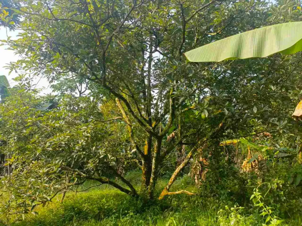 Dijual Murah Kebun Durian di Desa Mekarjaya Kiarapedes Purwakarta