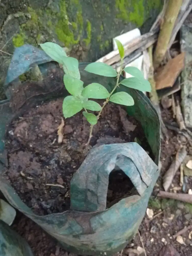 Bidara Arab di dalam planter bag ada 2 batang Siap tumbuh besar