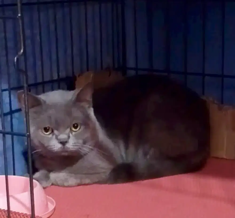 pacak British short hair BSH line ped kawin