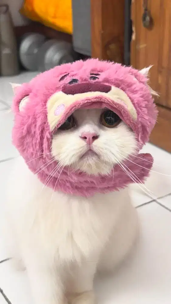 JUAL KUCING PERSIAN