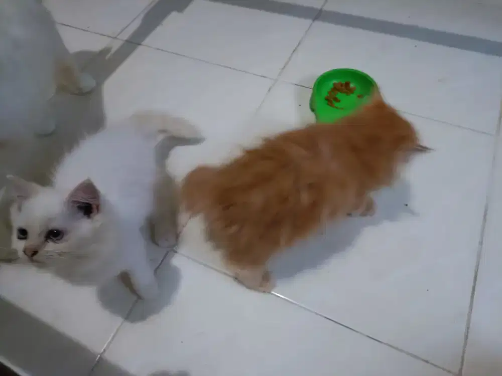 Lepas adopt kitten