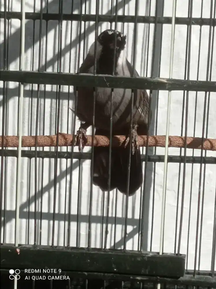 Burung poksay hongkong
