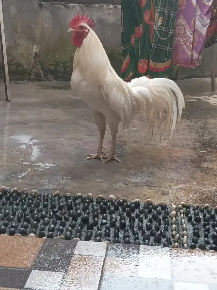 Ayam pelung + ketawa