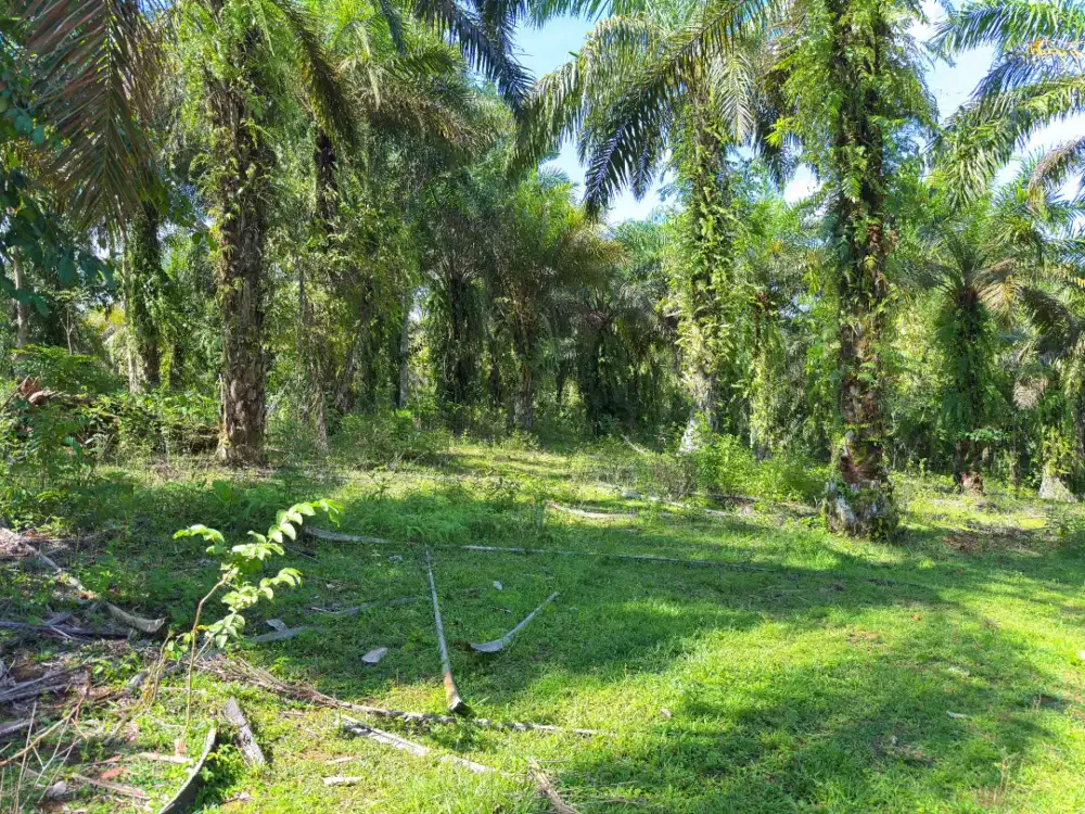 TANAH KAPLING & SAWIT ±30BTG  MANNA TALANG TINGGI 160 JUTA