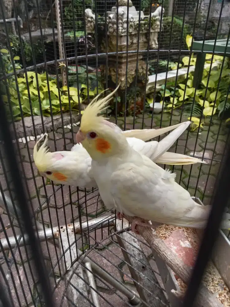 Jual burung falk