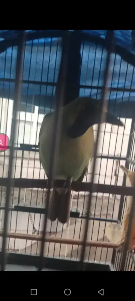 murai daun bodi big