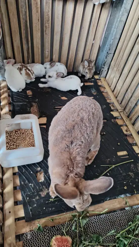 Kelinci jenis Rex bulu karpet usia remaja