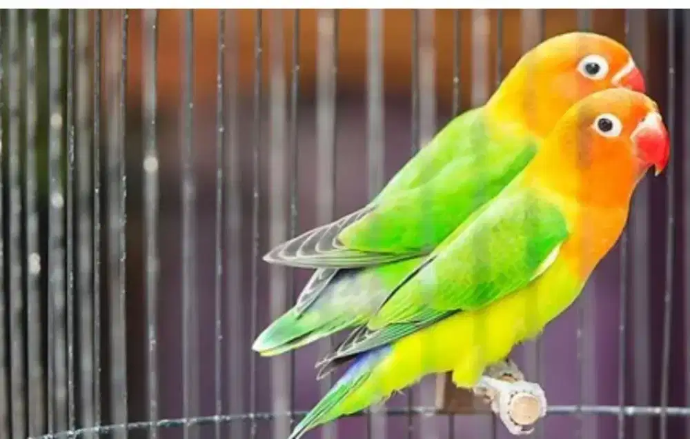 Burung Lovebird SEPASANG