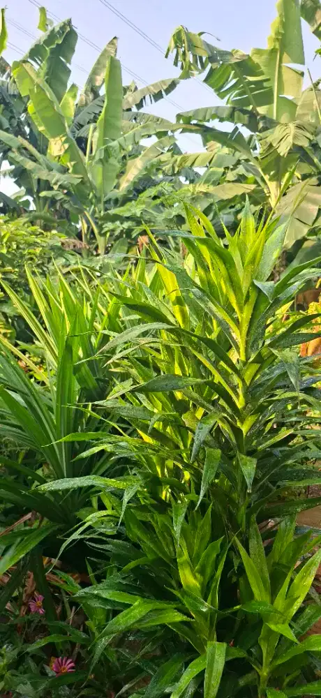 Pandan dan pohon sugi jual borongan