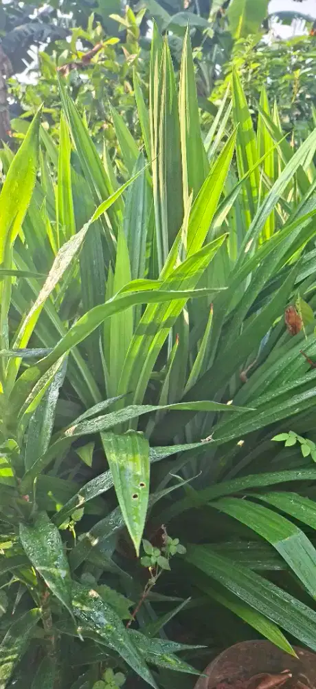 Pohon pandan dan pohon sugi