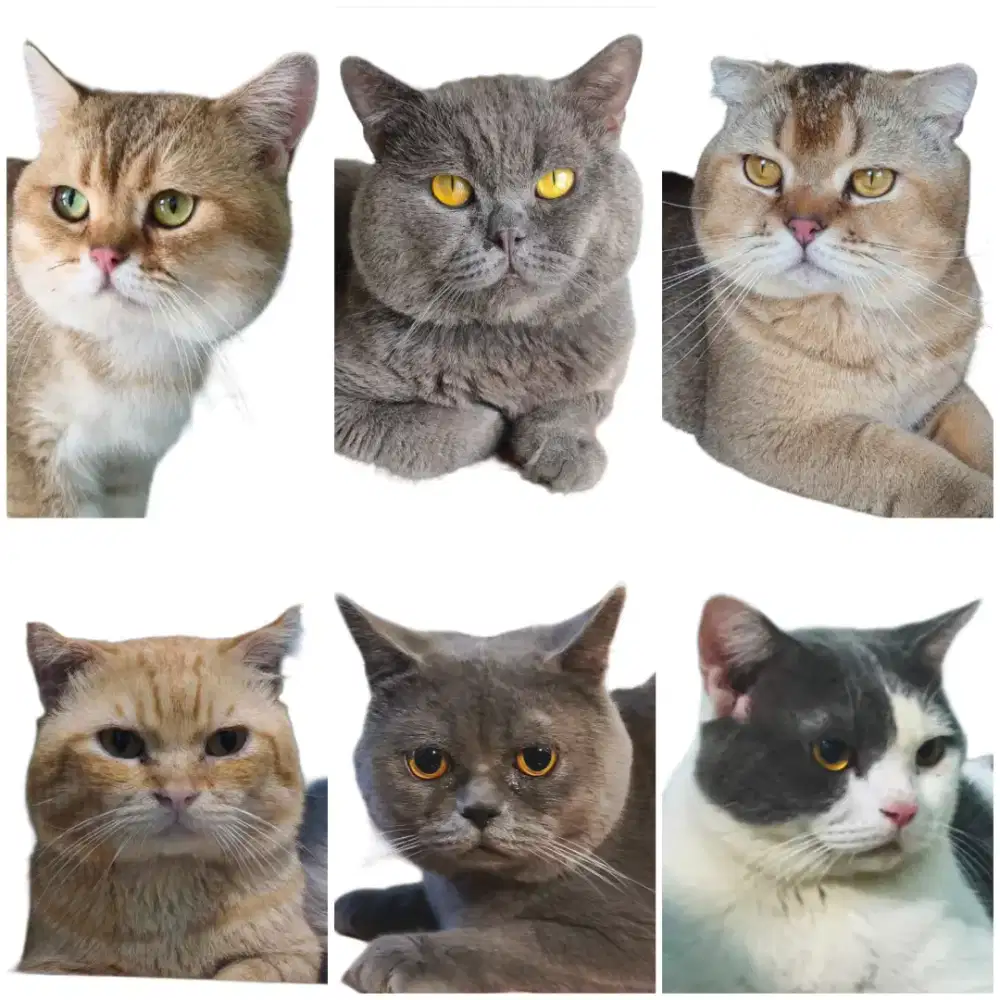 Jasa pacak kucing bsh