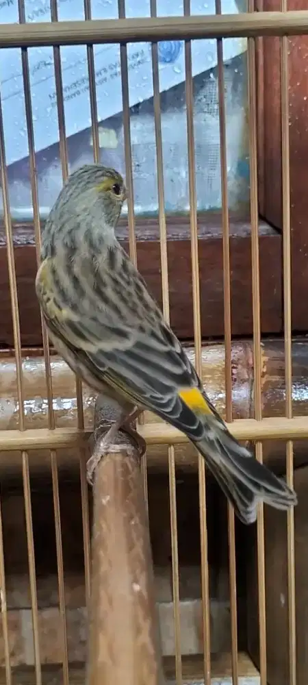 Burung blacken Silangan blacktroat x kenari gacor lagu ful blacktroat