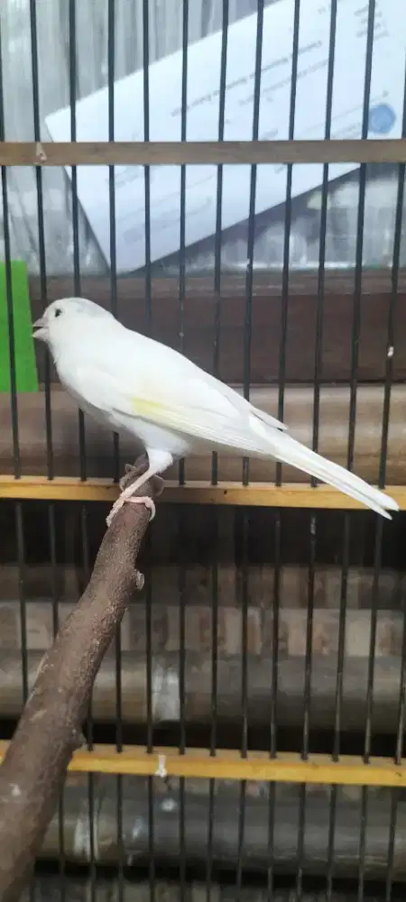 Burung kenari af super postur big