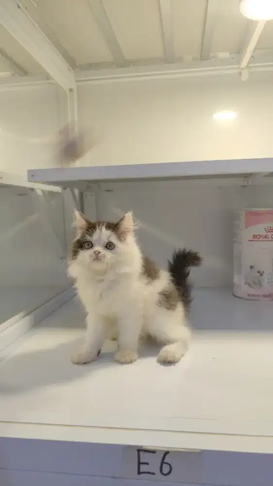 Kucing kitten flatnose persia longhair jantan betina