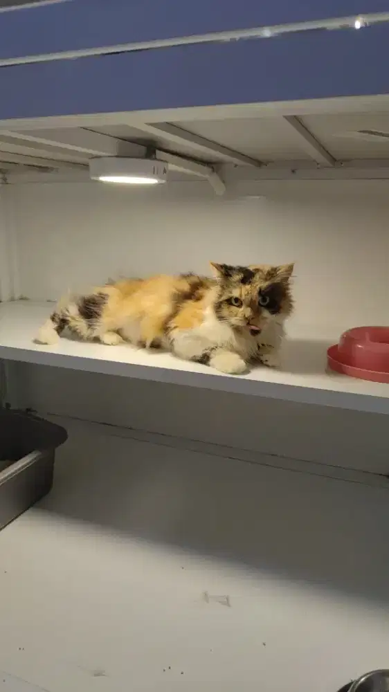 Kucing persia calico betina longhair