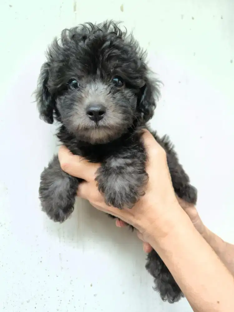 Silver toy poodle