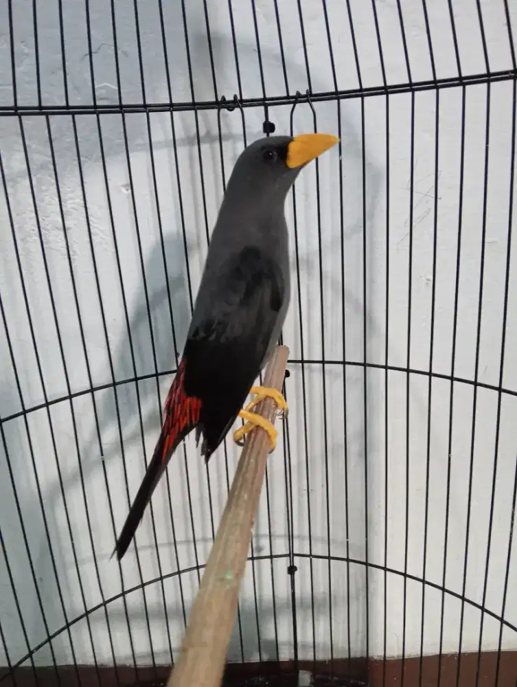Jalak Rio rio mulus