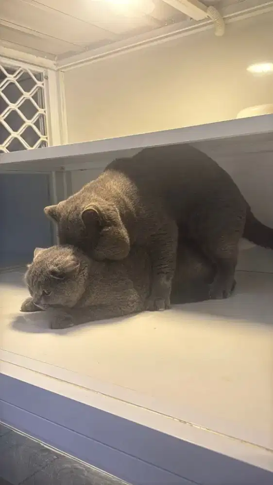 Jasa pacak dengan jantan british shorthair bsh