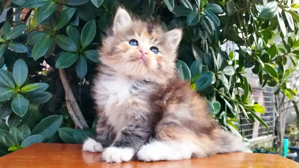 Kucing persia kitten
