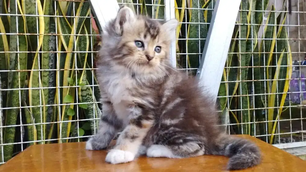 Kucing persia kitten
