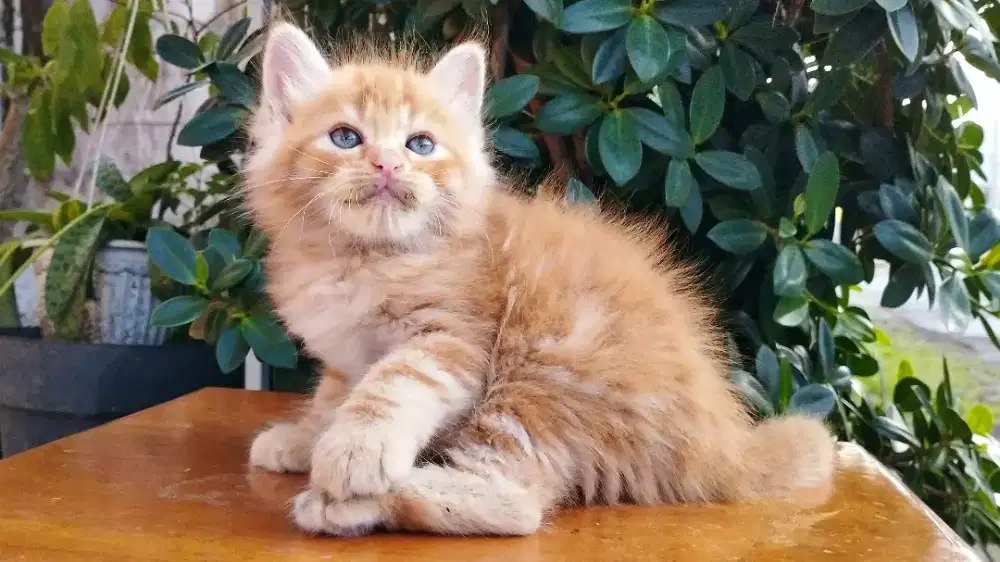 Kucing persia kitten