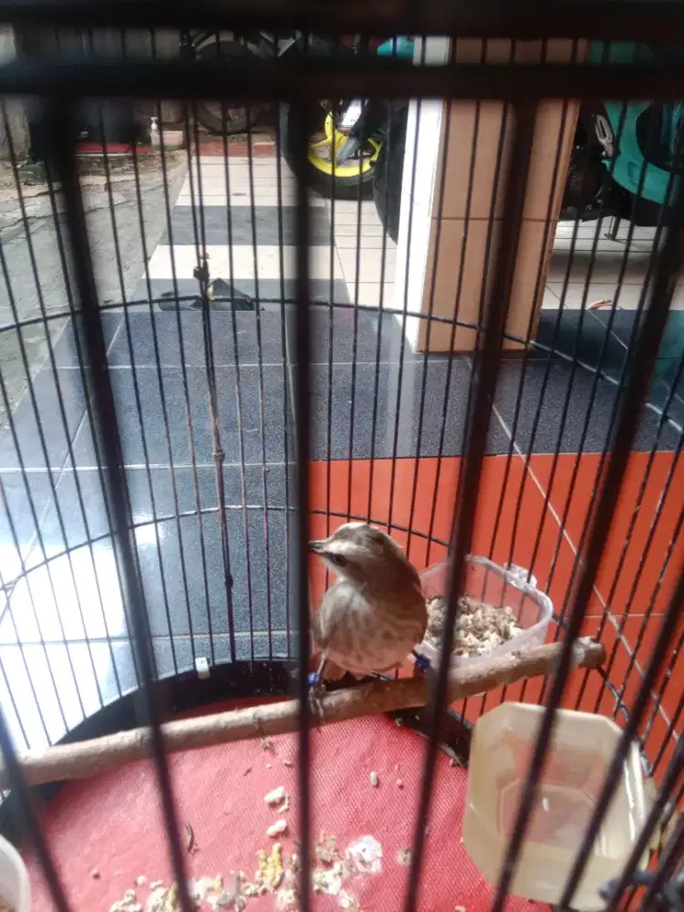Burung trucuk Jawa Timur pakai ring
