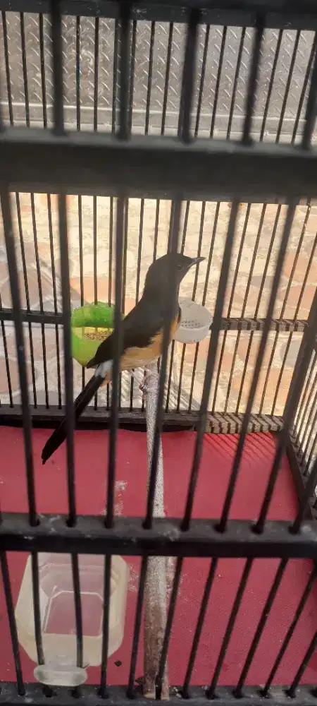 Murai betina muda