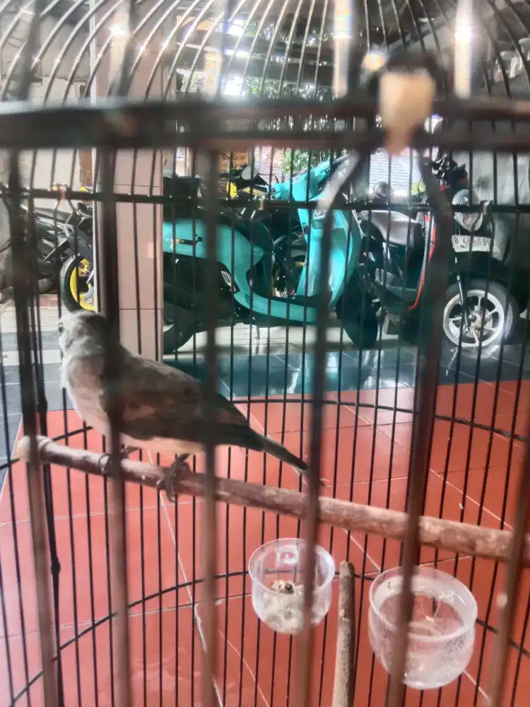Burung trucukan Jawa Timur jinak