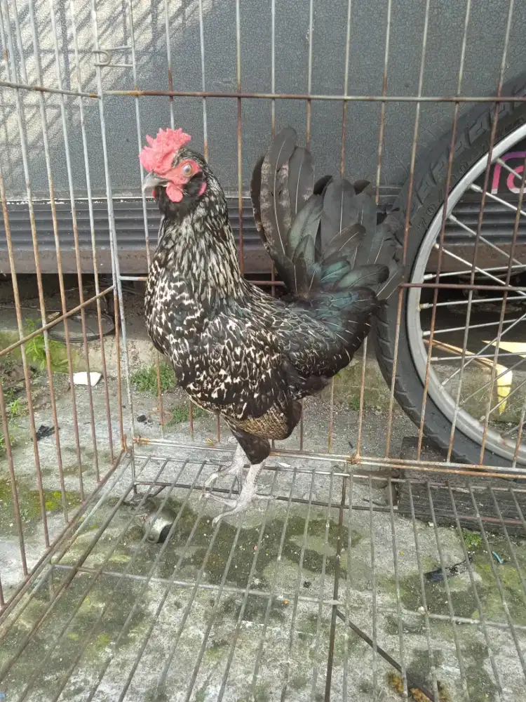 Ayam jantan batik itali unik warnanya usia 7 bln