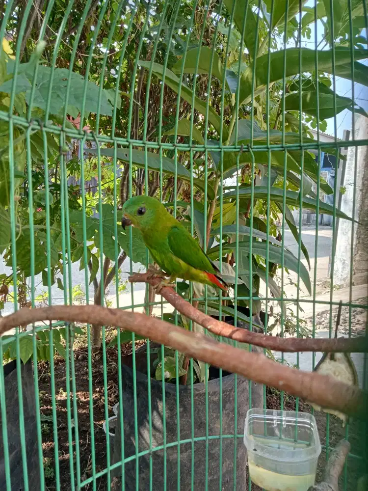 Burung sumatera mini