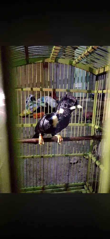 Raja perling burung unik