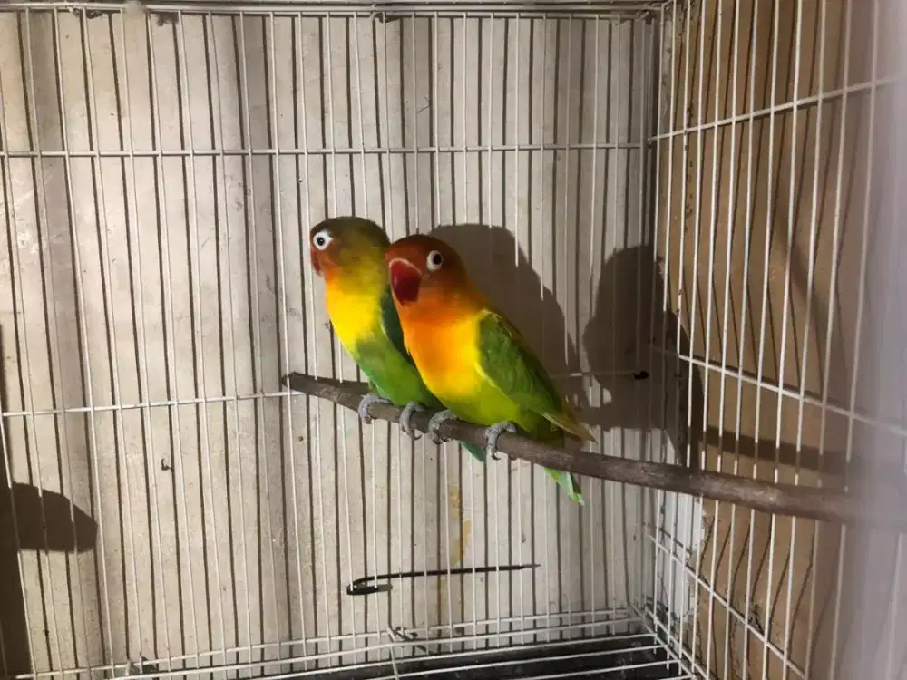 Lovebird sepasang