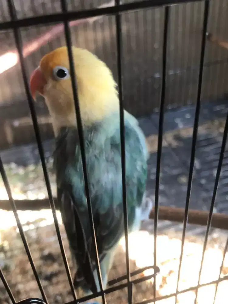 lovebird biolaa