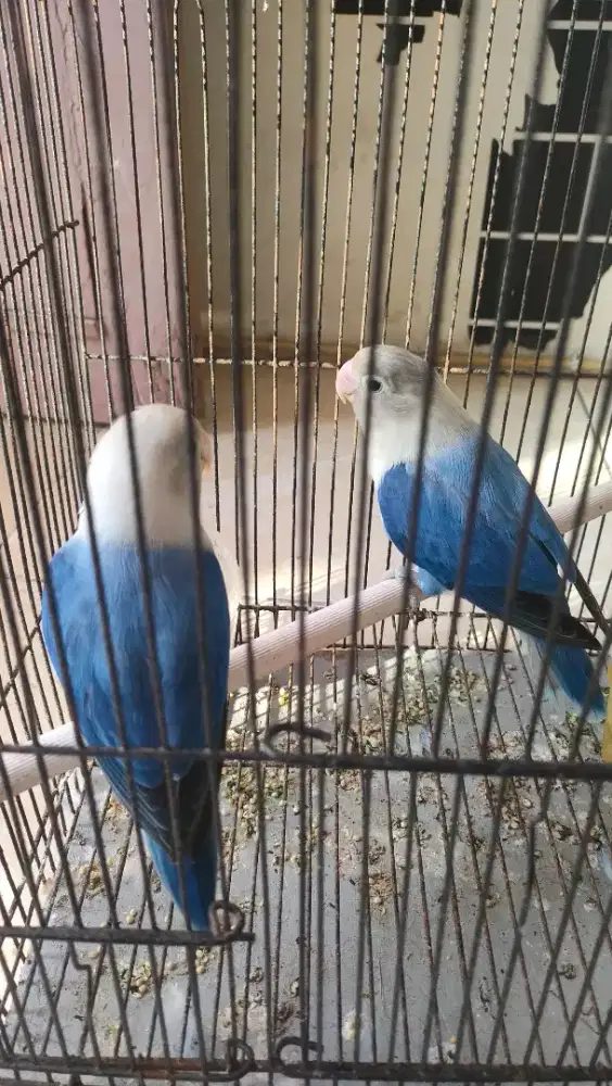 Burung Lovebird Biola blue sepasang siapan kepantau kawin