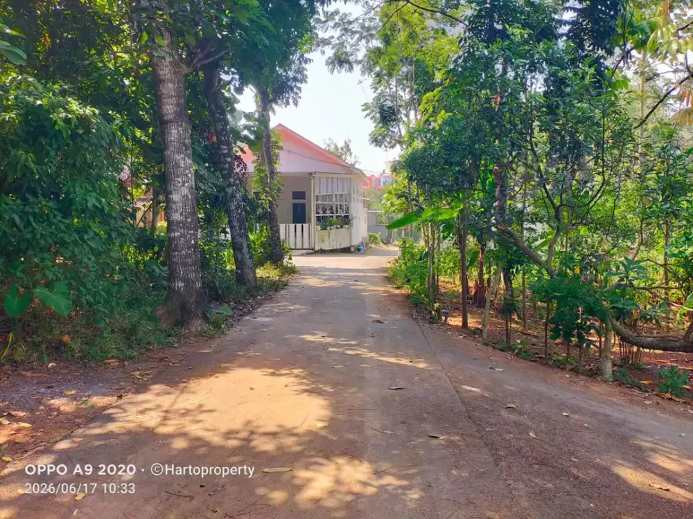 Dijual Kebun Durian  dekat STIE gunungpati dijual Murah SHM Ready