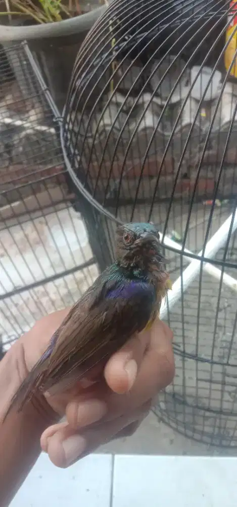 Kolibri kelapa metalik