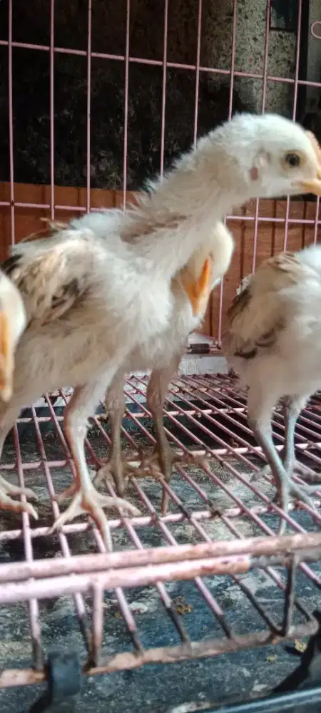 Pitik Ayam Pelung